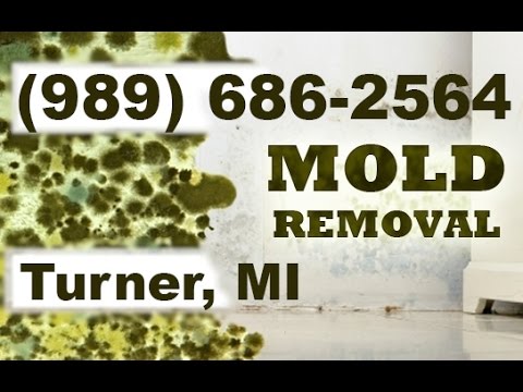 Effective Mold Removal and Remediation Services in Turner, MI – Call (989) 686-2564