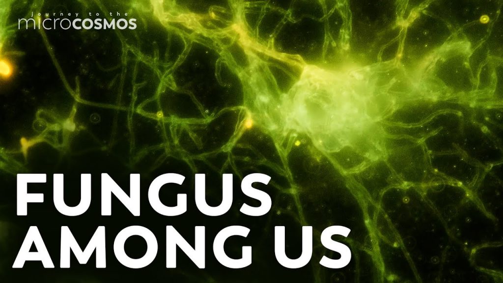 The Enigmatic Relationship Between Mold and Bread: A Fascinating Exploration of Nature’s Curiosity