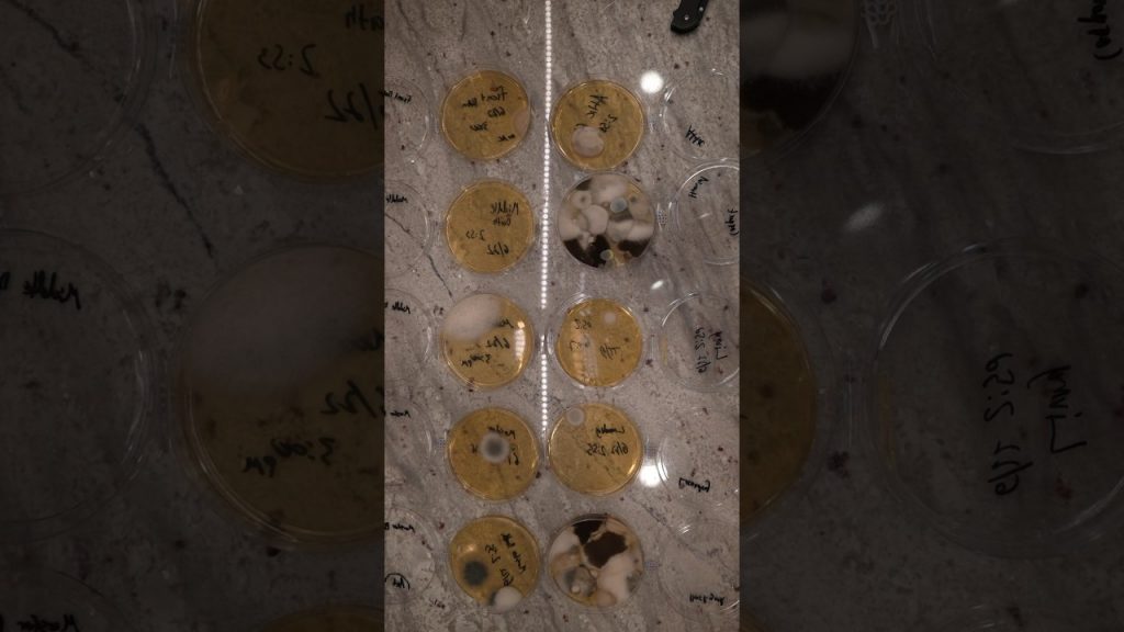 Is Mold Lurking in Your Home? Unveiling the Truth with Tested Mold Kits from Amazon